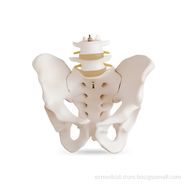 Skeletal Pelvis with Two Lumbars